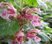 Lamium orvala