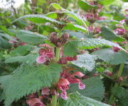 Lamium_orvala_-Schaduwborders_III_1.JPG