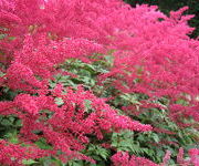 Astilbe 'Spinell'