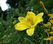 Hemerocallis 'Green Flutter'