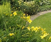 Hemerocallis_Green_Flutter_1.JPG