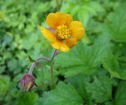 Geum heldreichii 'Karlskaer'