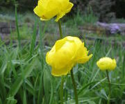 Trollius hybridus