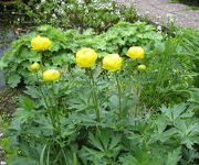 Trollius_hybridus_-Watertuin_2.JPG