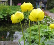 Trollius_hybridus_-Watertuin_4.JPG