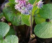 Petasites fragrans