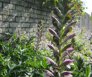 Acanthus hungaricus