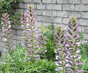 Acanthus_hungaricus_1.jpg