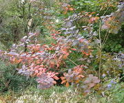 Cotinus coggygria 'Rubrifolius'