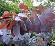 Cotinus_coggygria_Rubrifolius.jpg