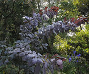 Cotinus_coggygria_Rubrifolius2.jpg