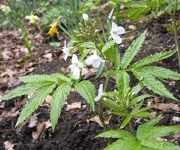 Cardamine quinquefolia