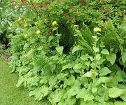 Doronicum_pardalianches_2013-A.jpg