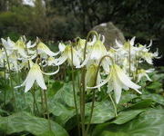 Erythronium oregonum 'White Beauty'