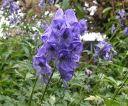 Aconitum carmichaelii 'Arendsii'