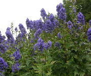 Aconitum_carmichaelii_Arendsii_2_4.JPG