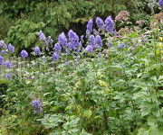 Aconitum_carmichaelii_Arendsii_7.JPG