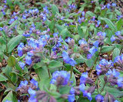 Pulmonaria angustifolia