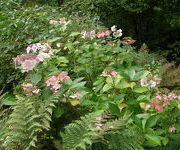 Hydrangea macrophylla