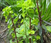 Euphorbia amygdaloides 'Purpurea'