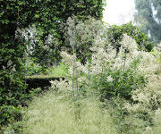 Persicaria polymorpha