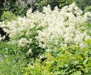 Persicaria__polymorpha_2.jpg