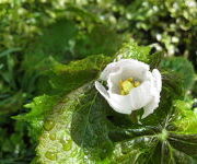 Podophyllum hexandrum 