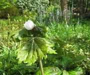 Podophyllum_hexandrum_-Tuinmanstuin_2.JPG