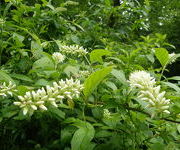 Itea virginica