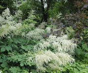 Aruncus dioicus