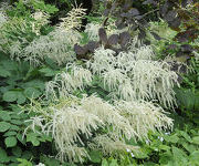 Aruncus_dioicus_2.jpg