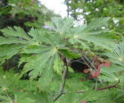 Acer japonica