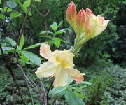 Rhododendron 'Harvest Moon'