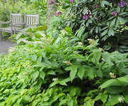 Smilacina_racemosa_2013-A.jpg