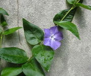 Vinca major 'Oxyloba'