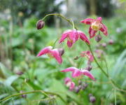 Epimedium rubrum