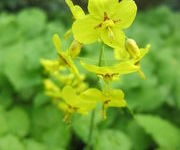 Epimedium x perralchicum 'Frohnleiten'