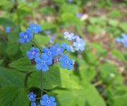 Brunnera macrophylla