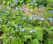 Brunnera_macrophylla_TMR_2.JPG