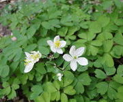 Anemonella thalictroides