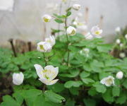 Anemonella_thalictroides-_Tuinmanstuin.JPG