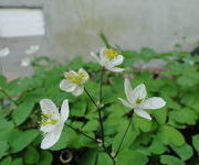 Anemonella_thalictroides_2.JPG