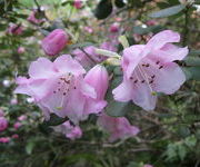 Rhododendron williamsianum