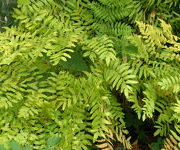 Osmunda_regalis_Gracilis_1.JPG