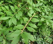 Euonymus_planipes_vak_8.JPG