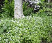 Asperula taurina subsp. caucasica