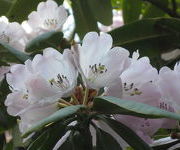 Rhododendron arboreum (ssp. cinnamoneum)