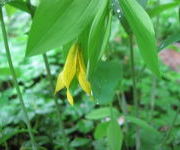 Uvularia grandiflora