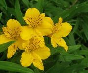 Alstroemeria aurea 'Lutea'