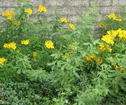 Alstroemeria_aurea_Lutea_2.JPG